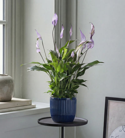 Lilac Peace Lily & Pot