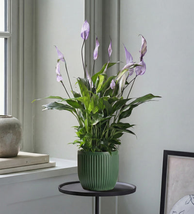 Lilac Peace Lily & Pot