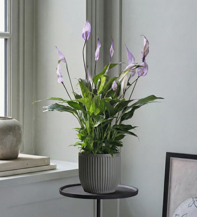 Lilac Peace Lily & Pot