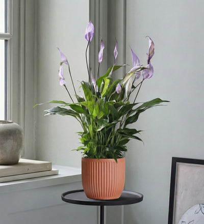 Lilac Peace Lily & Pot