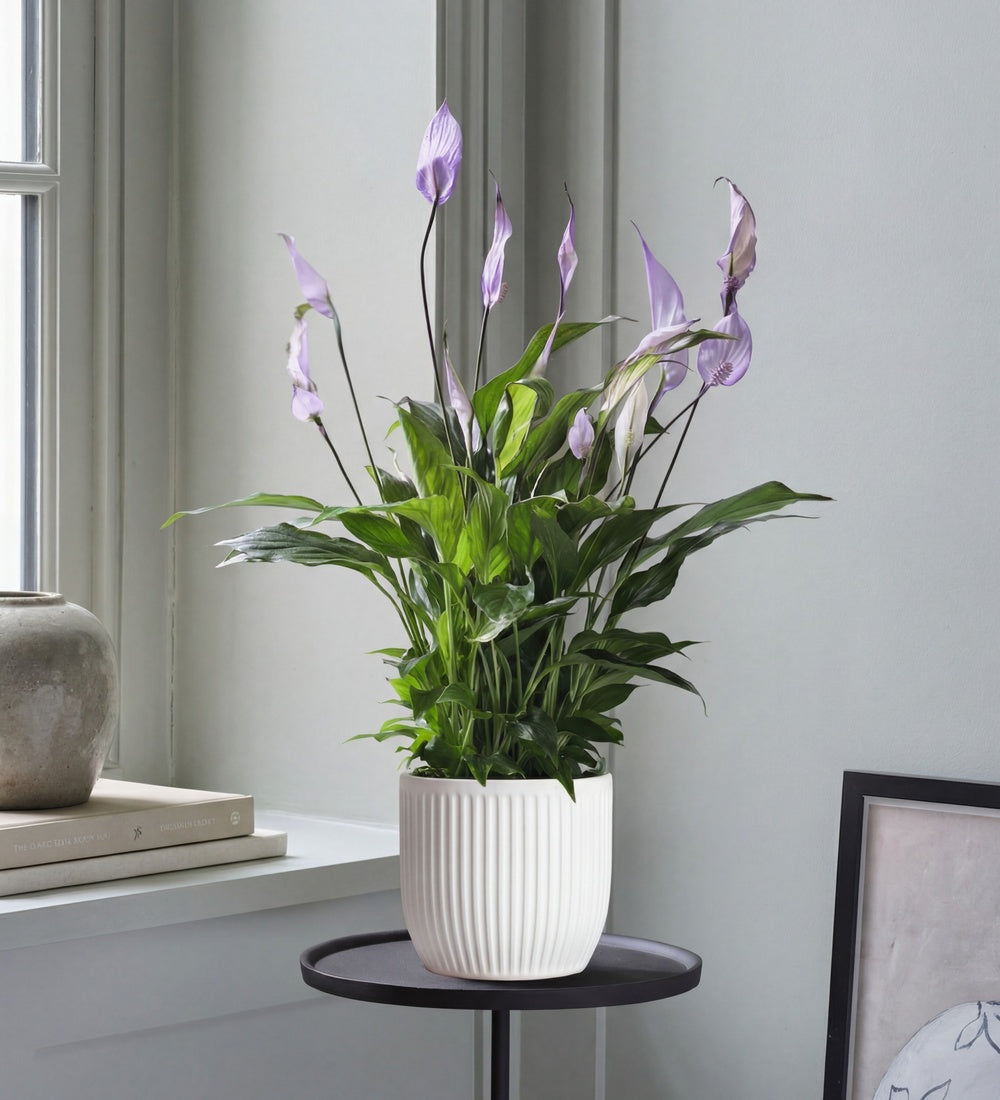 Lilac Peace Lily & Pot