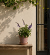 Purple Salvia Pair