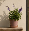 Purple Salvia Pair