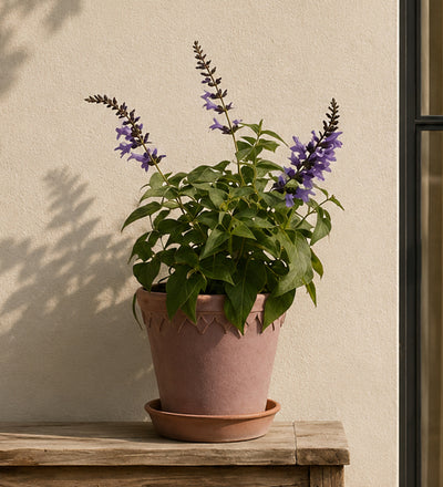 Purple Salvia Pair