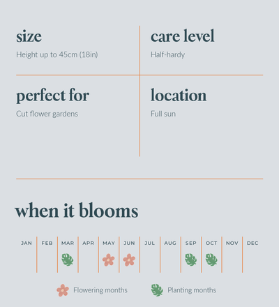 Ranunculus Bulbs - size, care level, ideal position and flowering months