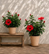 Red Hibiscus