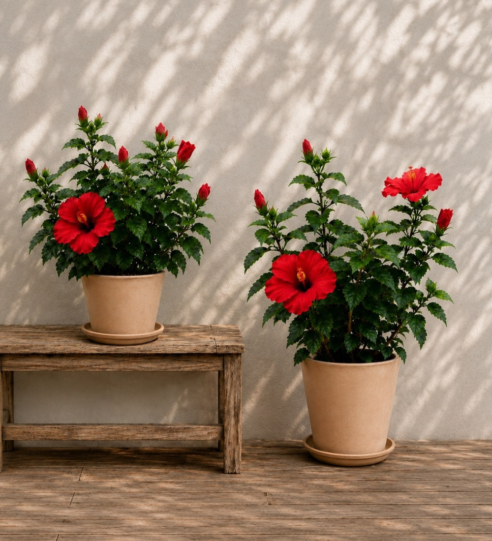 Red Hibiscus
