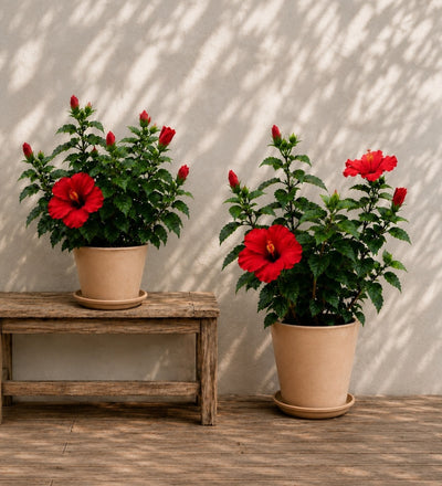 Red Hibiscus