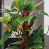 Philodendron Red Emerald