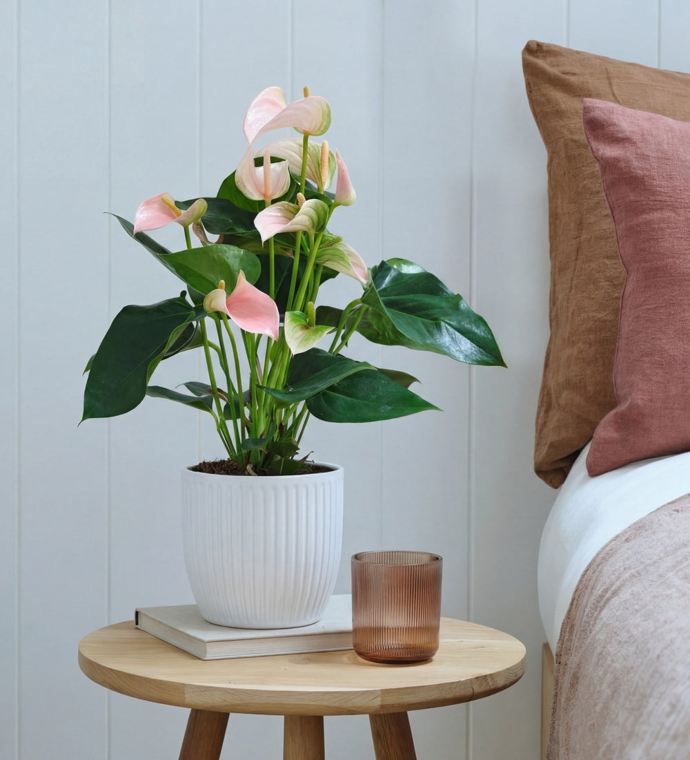 Peach Anthurium in Ceramic Pot