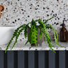 Fishbone Cactus & Pot