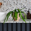 Fishbone Cactus & Pot