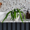Fishbone Cactus & Pot