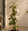 Pink Rose Plant