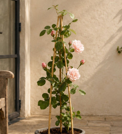 Pink Rose Plant