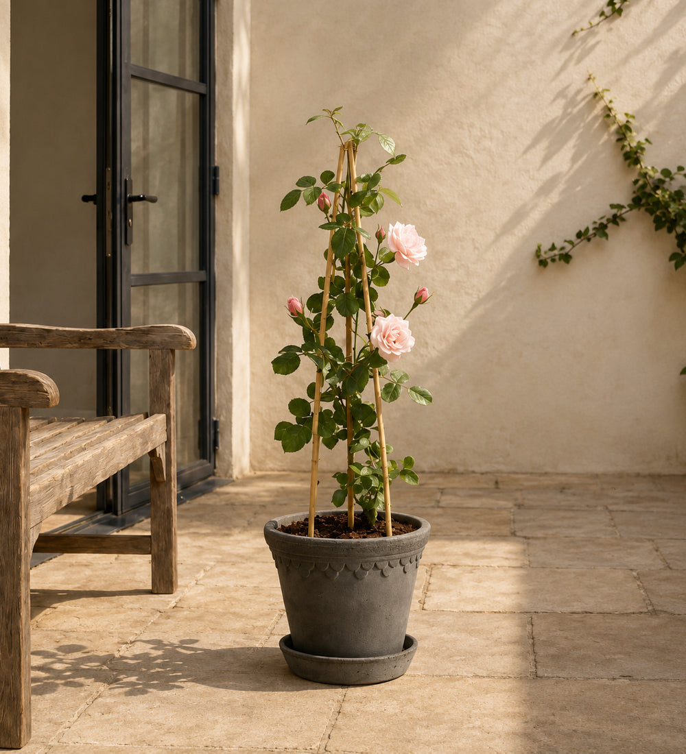 Rose Plant