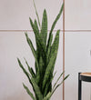 Artificial Snake Plant