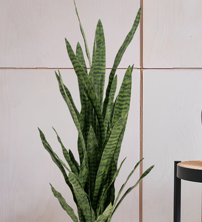 Artificial Snake Plant