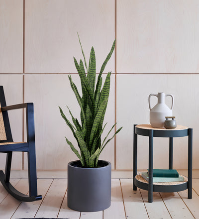 Artificial Snake Plant