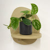 Mini Satin Pothos & Pot
