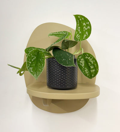 Mini Satin Pothos & Pot