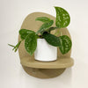 Mini Satin Pothos & Pot