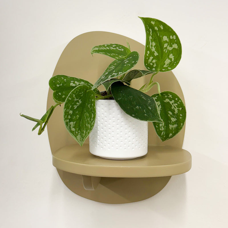 Mini Satin Pothos & Pot
