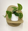 Mini Satin Pothos & Pot