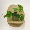 Mini Satin Pothos & Pot