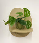 Green Pot