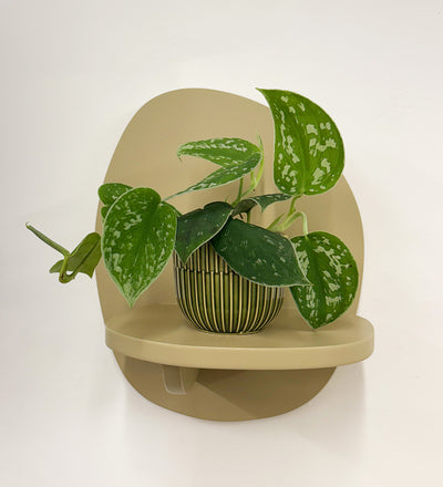 Mini Satin Pothos & Pot