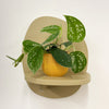 Mini Satin Pothos & Pot