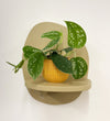 Mini Satin Pothos & Pot