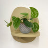 Mini Satin Pothos & Pot