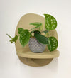 Mini Satin Pothos & Pot