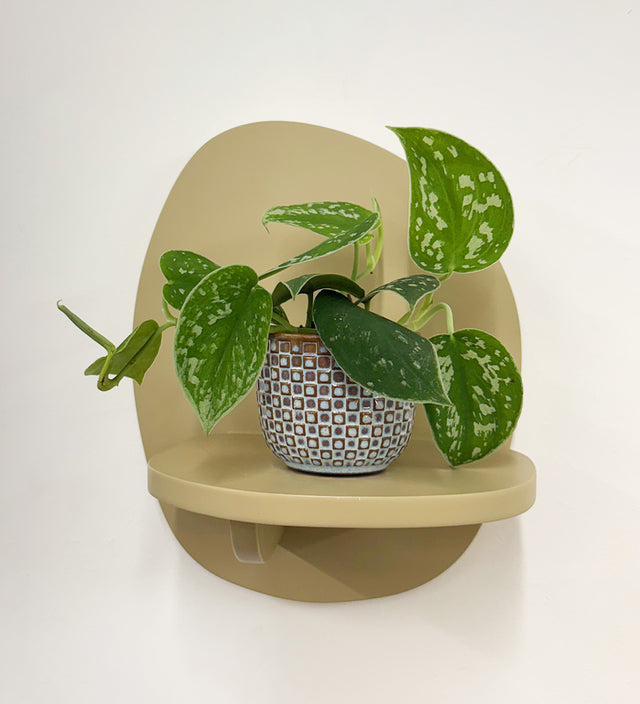 Mini Satin Pothos & Pot