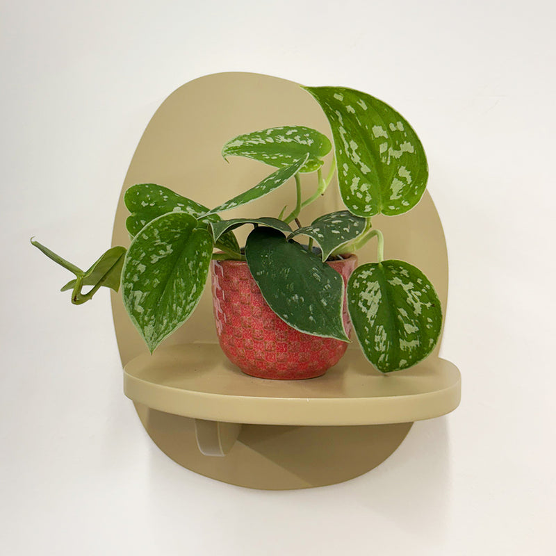 Mini Satin Pothos & Pot