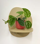 Pink Pot