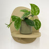 Mini Satin Pothos & Pot