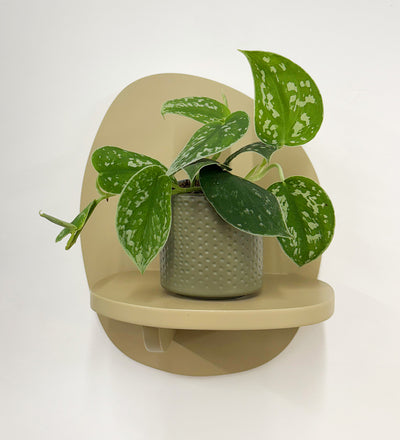 Mini Satin Pothos & Pot