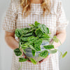 Satin Pothos
