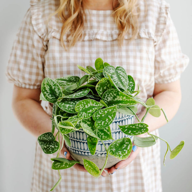 Satin Pothos