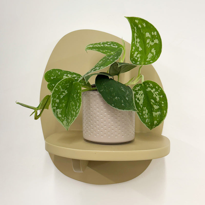 Mini Satin Pothos & Pot