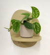 Mini Satin Pothos & Pot