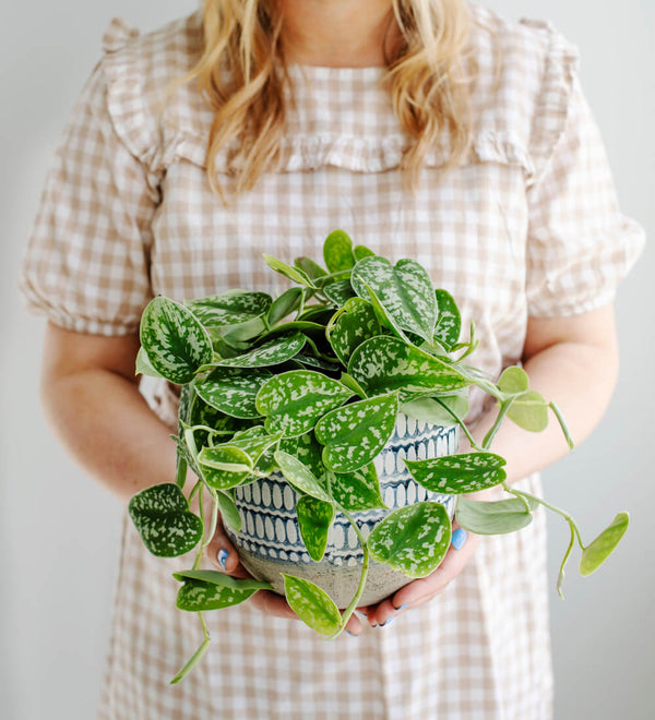 Hanging Satin Pothos