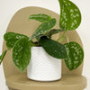 Mini Satin Pothos & Pot