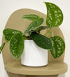 Mini Satin Pothos & Pot