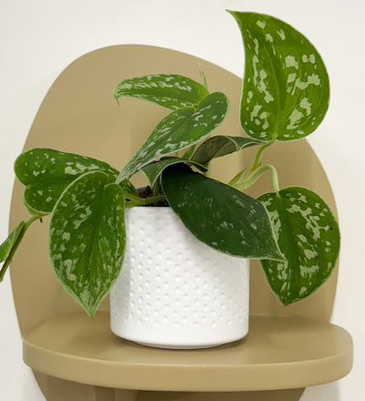 Mini Satin Pothos & Pot