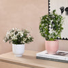 Scented Pair