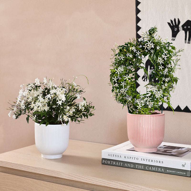 Scented Pair